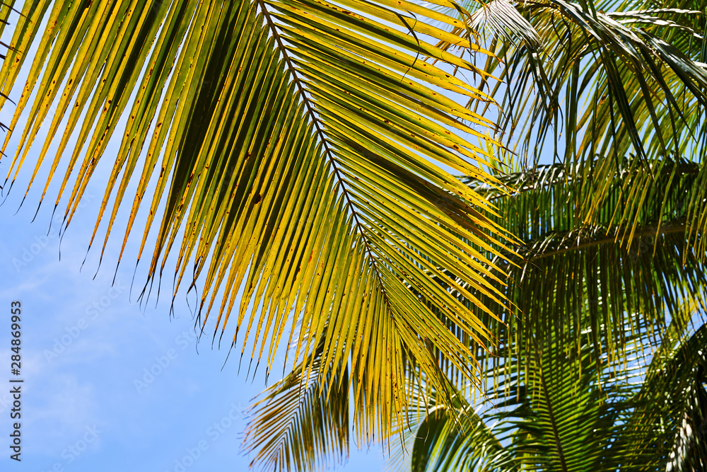 Palm leaves in the sun against the blue sky. Beautiful tropical background Palm leaves in the sun against the blue sky. Beautiful tropical background