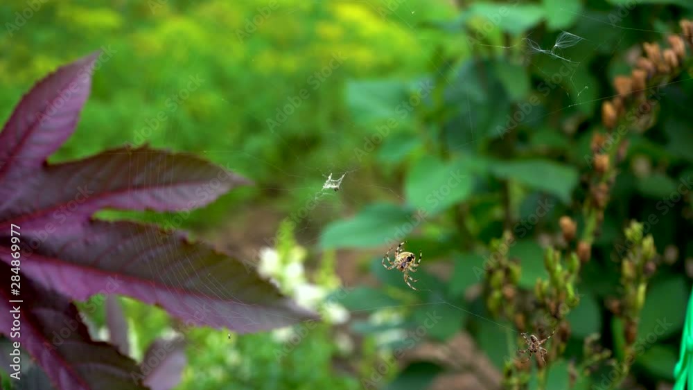 A spider drives away another spider. Spider Big and small. A spider drives away another spider. Spider Big and small.