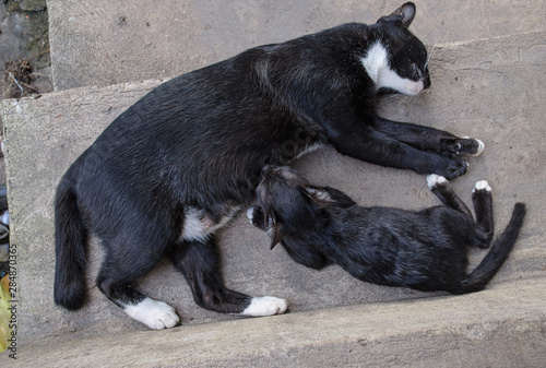 The black Thai cat is sleeping for the baby to suck © chaphot