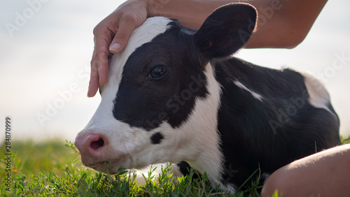 Authentic close up shot of young woman farmer hand is caressing  an ecologically grown newborn calf used for biological milk products industry on a green lawn of a countryside farm with a sun shining. photo