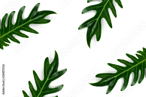 curly tropical green leaves in the corner on copy-space isolated white background with space. You can use as a background of natural organic product with botanical style, wallpaper and etc.