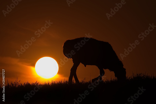 Eastern Kazakhstan. A grazing sheep in the contoured light of the sun going beyond the horizon.