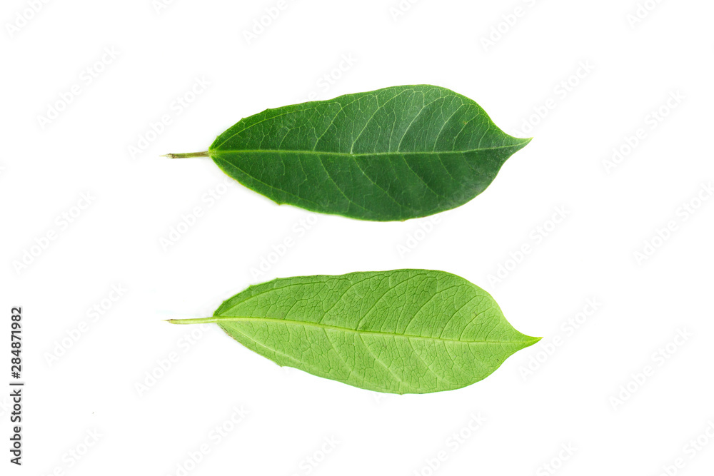 Fototapeta premium green front and back leaves on isolated white background