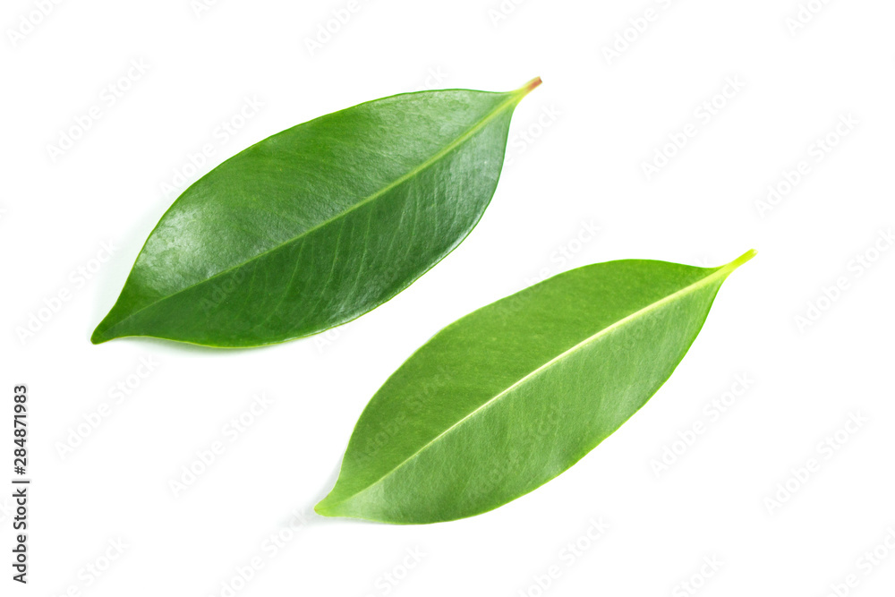green front and back leaves on isolated white background green front and back leaves on isolated white background