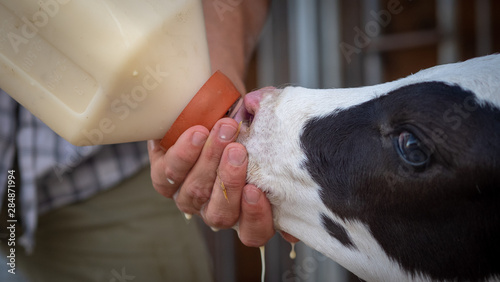 Fotografering Authentic close up shot of a farmer is feeding from the bottle with dummy an ecologically grown newborn calf used for biological milk products industry on a green lawn of a countryside farm