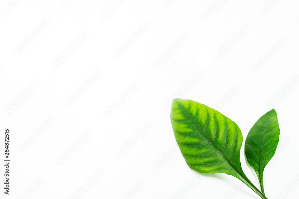 Green leaves in the corner on isolated white background with space. You can use as a background of natural organic product with botanical style, wallpaper and etc. Template with copy-space Green leaves in the corner on isolated white background with space. You can use as a background of natural organic product with botanical style, wallpaper and etc. Template with copy-space