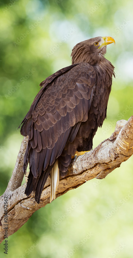 Sea eagle (Haliaeetus albicilla) portrait Sea eagle (Haliaeetus albicilla) portrait
