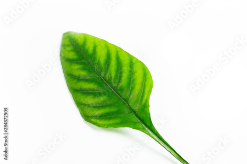 Bevel green leaf on isolated white background