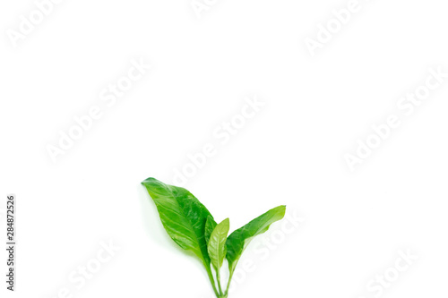 Green little sprout leaves in the bottom on isolated white background with space. Template with copy-space