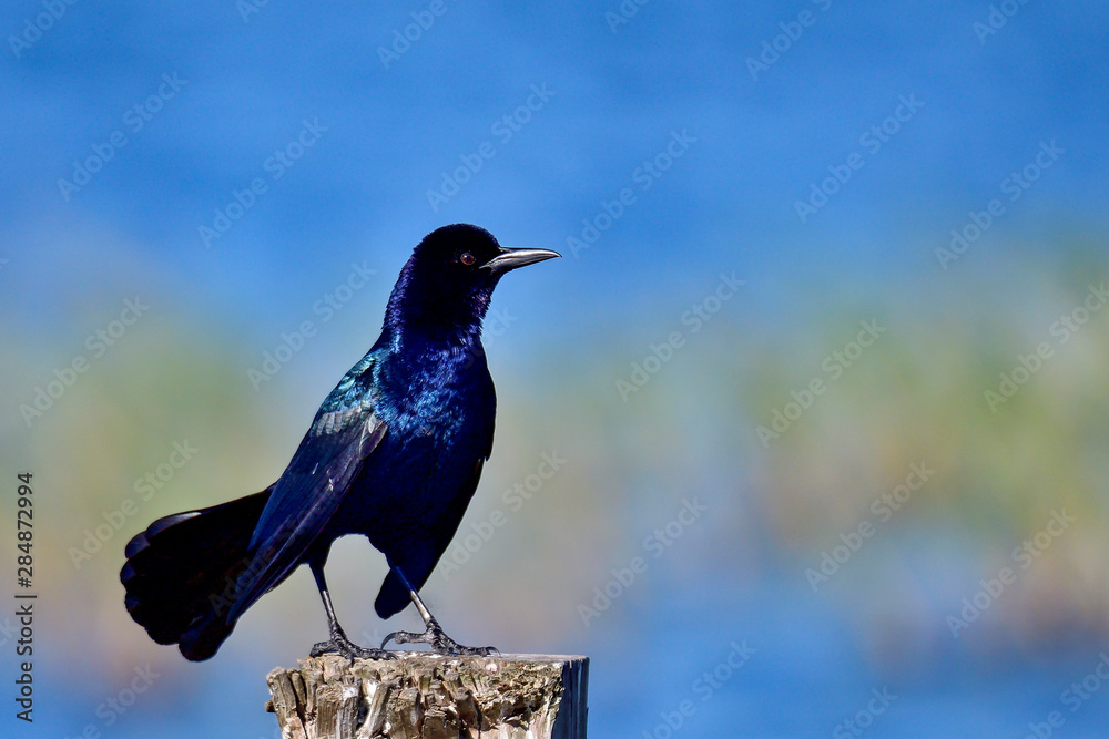 Fototapeta premium Common grackle posing