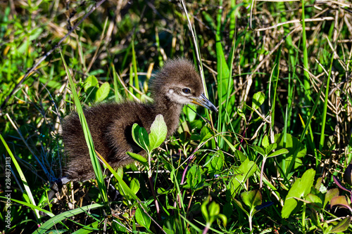 Limpkin chicks following their mom. photo