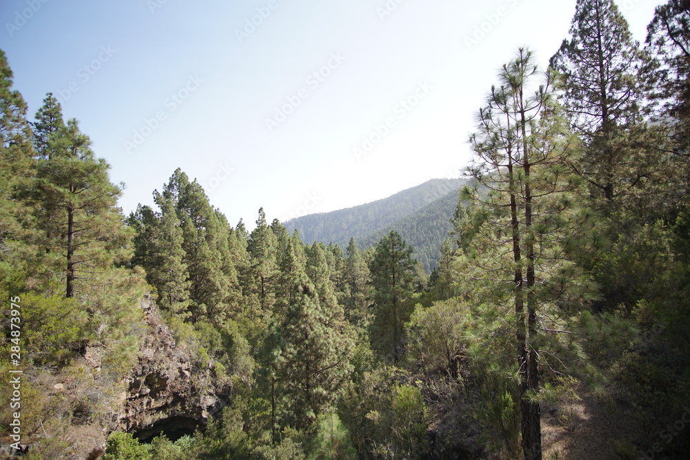 Rainforest in Garajonay National Park, La Gomera, Canary islands