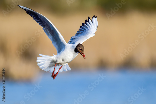 Black-headed Gull; Stand clear, I'm coming in...