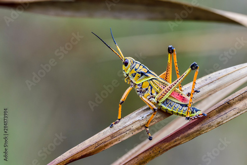 Beautiful Eastern lubber grasshopper is ready to escape from the scene. photo