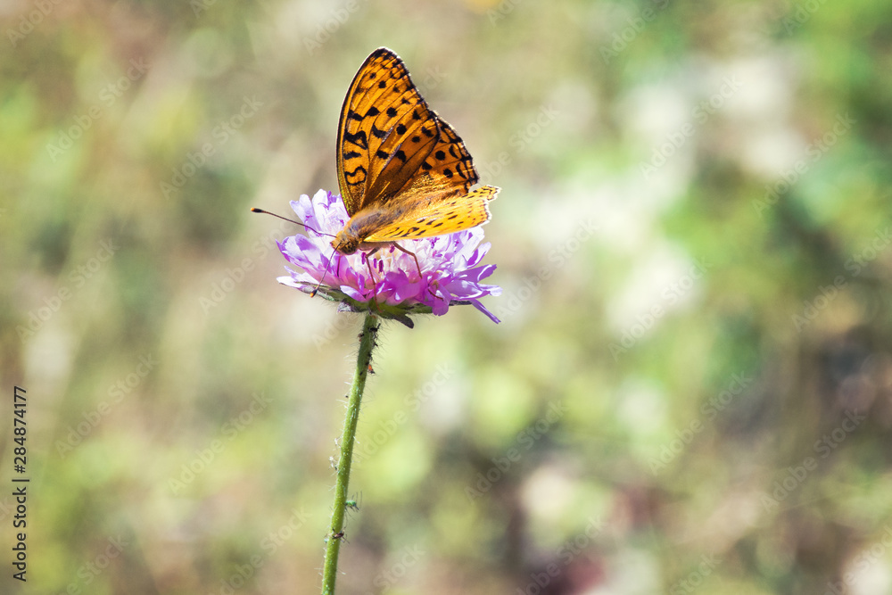 Obraz premium colorful butterfly is on Small pink, forest flowers (Scabiosa) on gentle soft green background outdoors close-up. Spring summer floral background. free space.