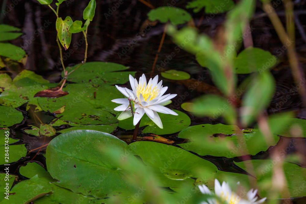 A solitary brilliant white Waterlily bloom with a verdant green grasshopper on a petal against the lilypad and marsh water A solitary brilliant white Waterlily bloom with a verdant green grasshopper on a petal against the lilypad and marsh water