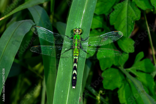 Eastern Pondhawk photo