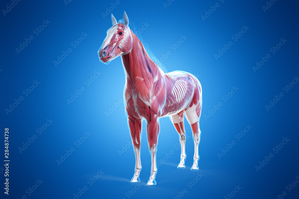 3d rendered medically accurate illustration of a horses muscle anatomy Stock Illustration