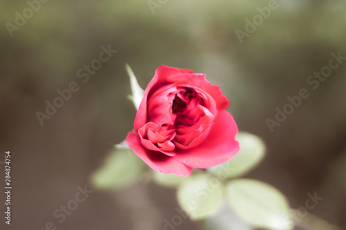 pink rose in the garden