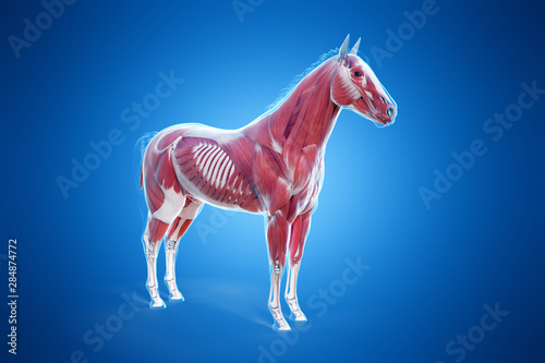 3d rendered medically accurate illustration of a horses muscle anatomy