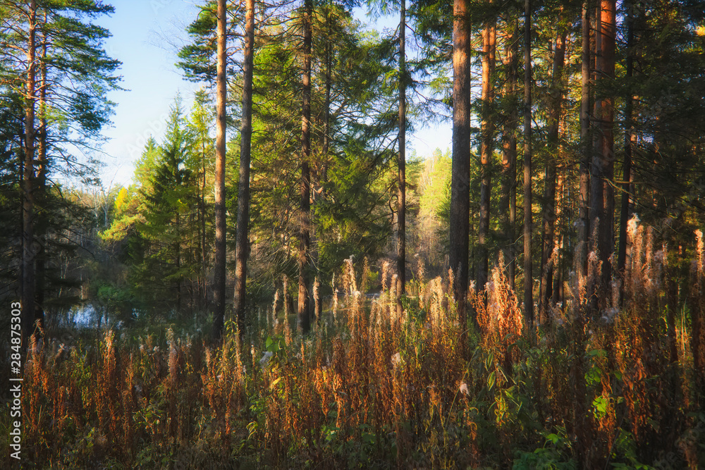 Autumn forest landscape. Autumn forest landscape on a sunny day. Autumn forest landscape. Autumn forest landscape on a sunny day.