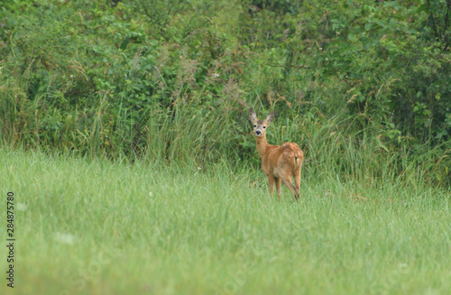 Young doe fawn grazes on a green meadow