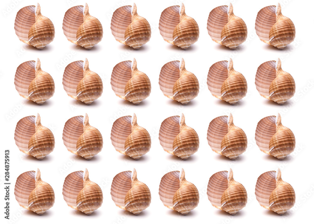 Pattern Sea natural shell, original pattern of marine life.