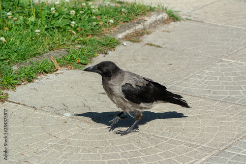 big gray black crow with bread
