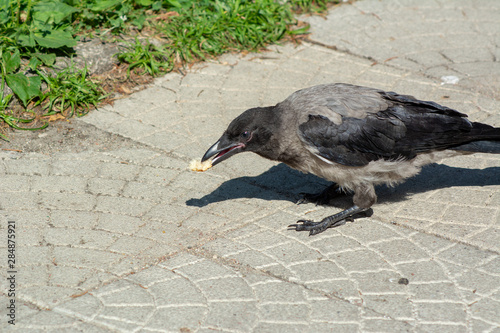 big gray black crow with bread