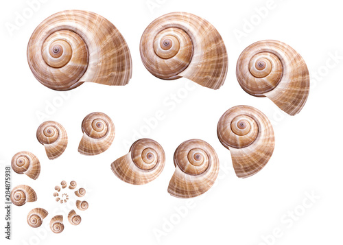 Pattern Sea natural shell, original pattern of marine life.