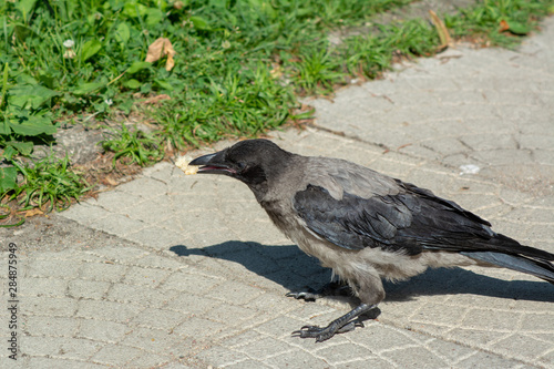 big gray black crow with bread