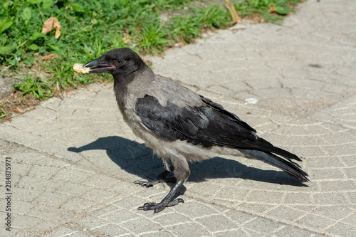 big gray black crow with bread