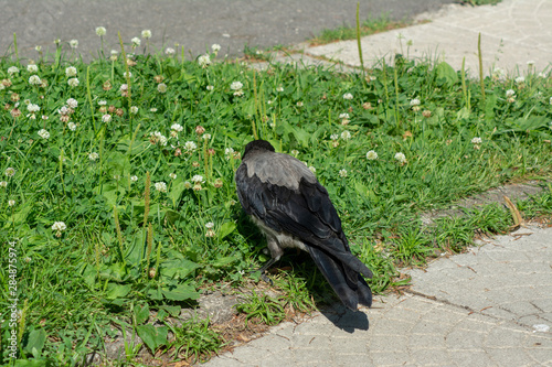 big gray black crow with bread