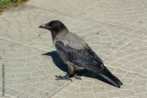 big gray black crow with bread