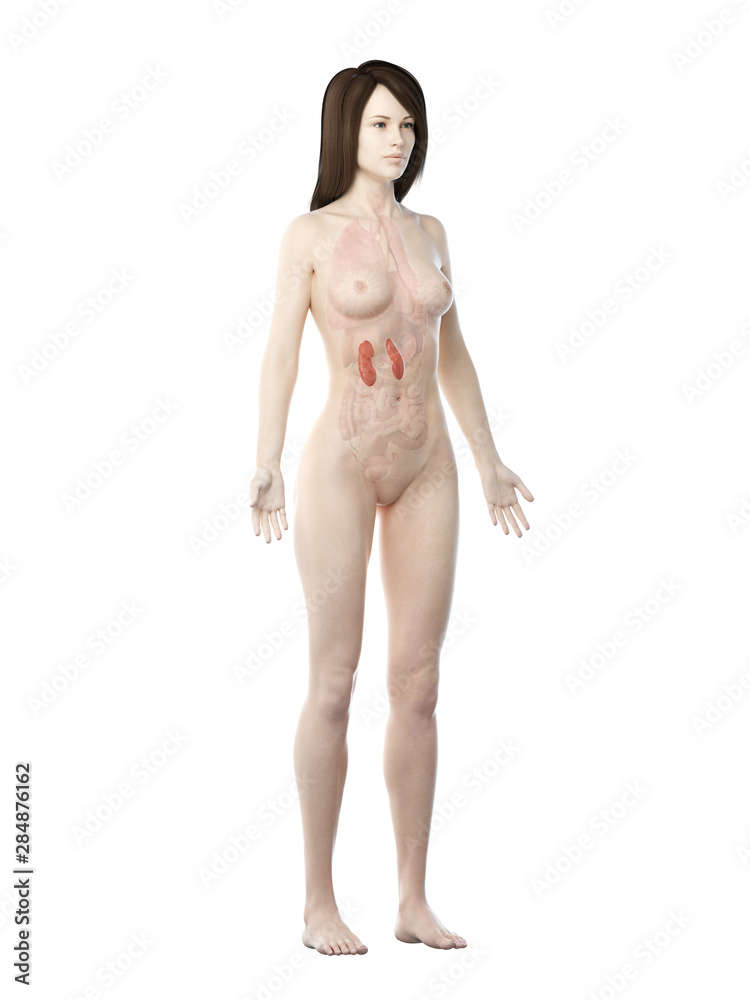 Fototapeta premium 3d rendered medically accurate illustration of a womans kidneys