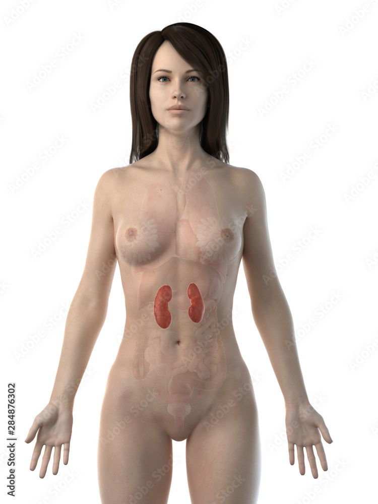Fototapeta premium 3d rendered medically accurate illustration of a womans kidneys