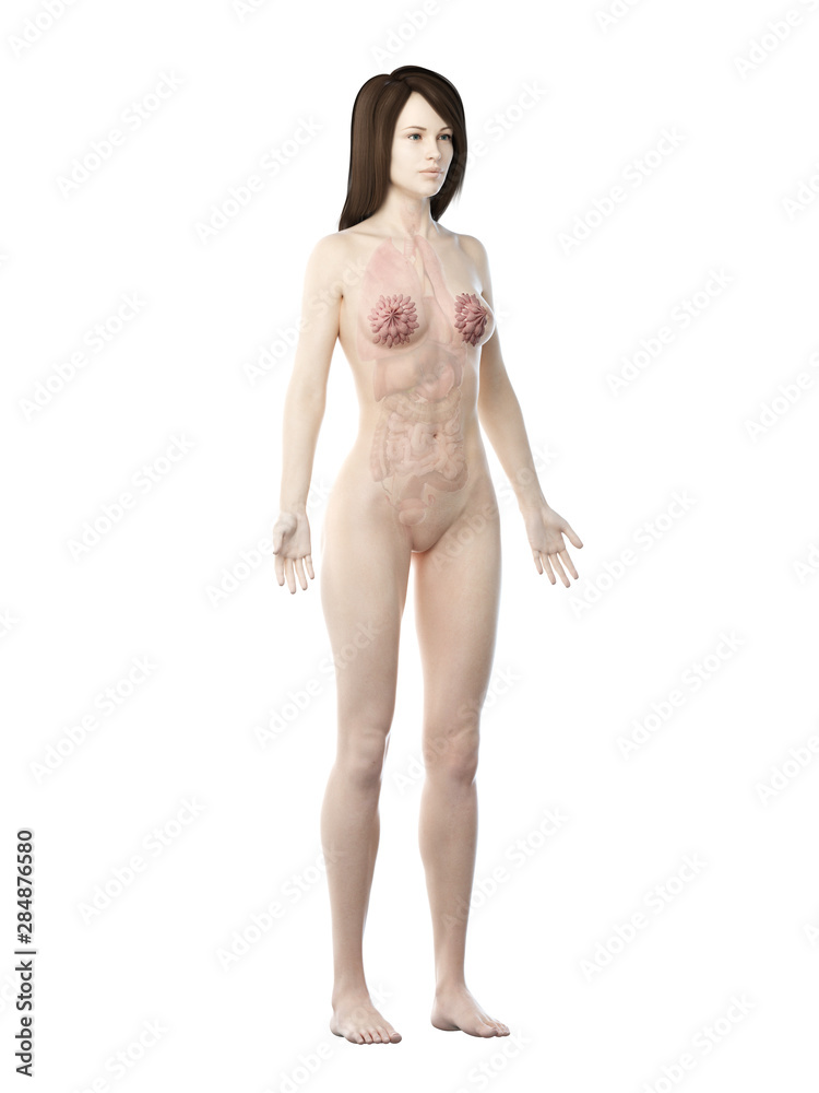 Fototapeta premium 3d rendered medically accurate illustration of a womans mammary glands