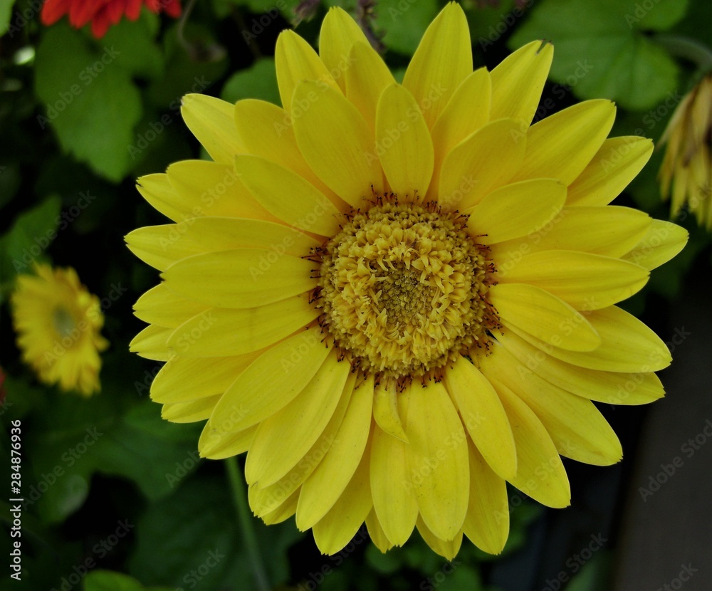 closeup of a sunflower closeup of a sunflower