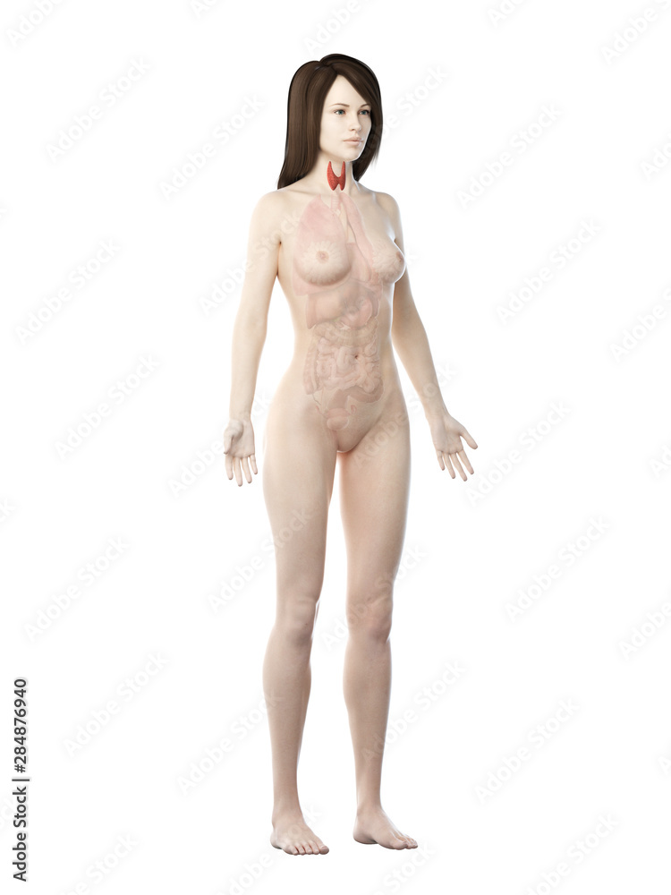 Fototapeta premium 3d rendered medically accurate illustration of a womans thyroid