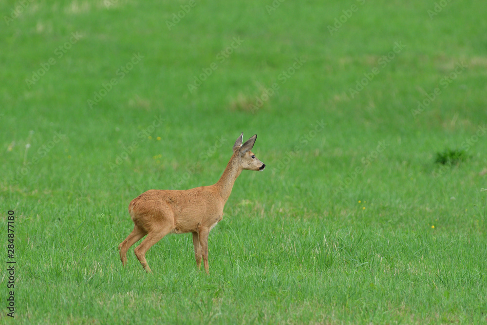 Young doe fawn grazes on a green meadow Young doe fawn grazes on a green meadow