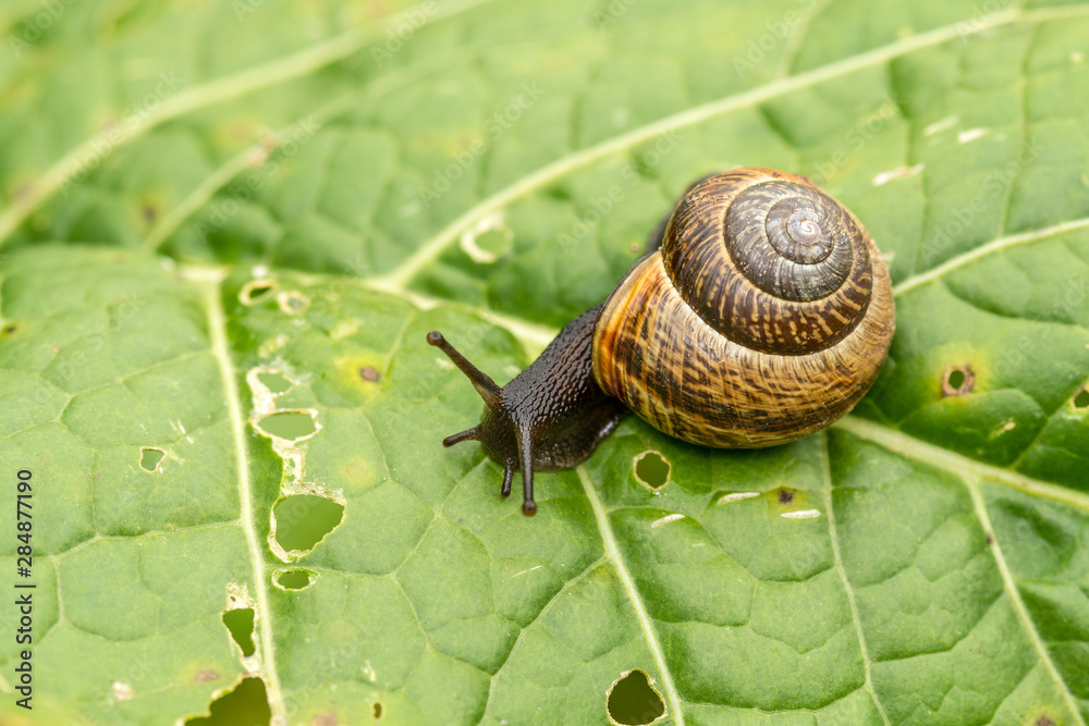 Snail crawls on green leaf Snail crawls on green leaf