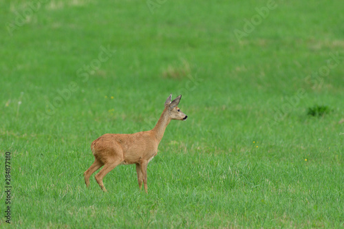 Young doe fawn grazes on a green meadow