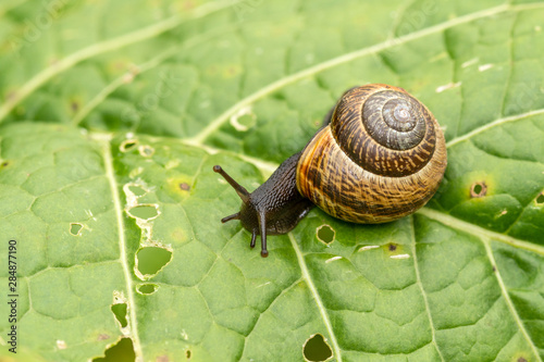 Snail crawls on green leaf