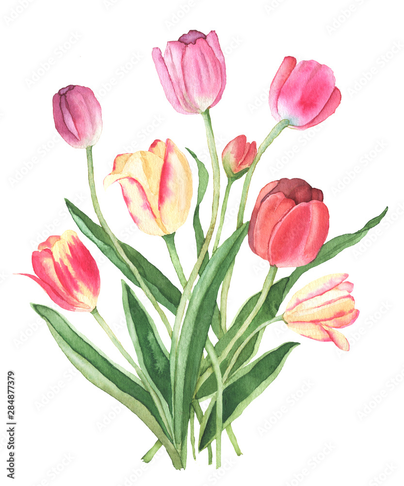 Fototapeta premium Colorful tulips watercolor illustration