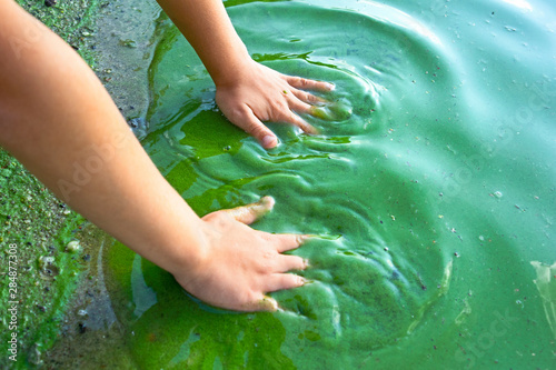 Child hand and blue-green algae. Water pollution by blooming Cyanobacteria is world environmental problem. Ecology concept of polluted nature.