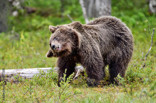 Brown bear does some housekeeping by rinsing off all water and dust from the fur. © hakoar
