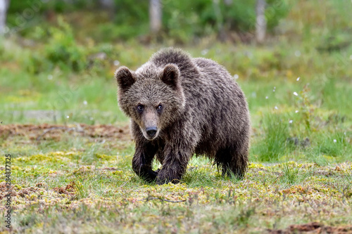 This youngster bear looks a bit scared.