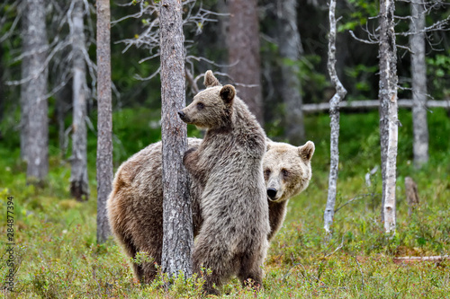 Brown bear mom with a yearling in the forest.