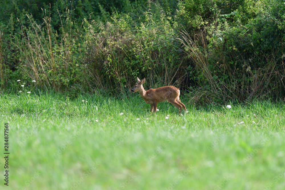 Young doe fawn grazes on a green meadow Young doe fawn grazes on a green meadow
