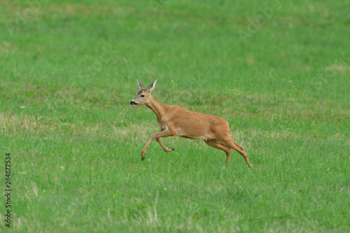 Mum doe with a fawn  jumps quickly into the forest from danger